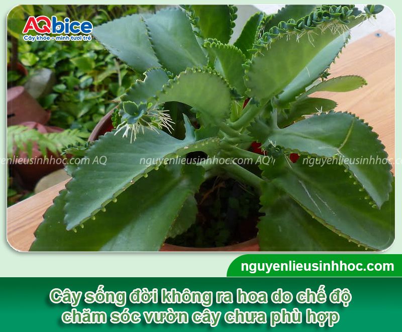Tại sao cây sống đời không ra hoa? Cách kích cây ra hoa rực rỡ