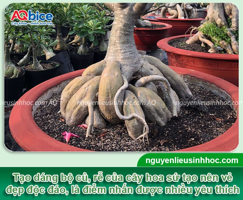 Cách tạo dáng cây hoa sứ đúng phương pháp, dáng đẹp