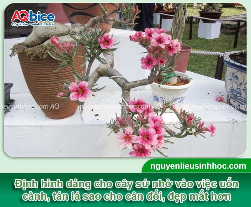 Cách tạo dáng cây hoa sứ đúng phương pháp, dáng đẹp