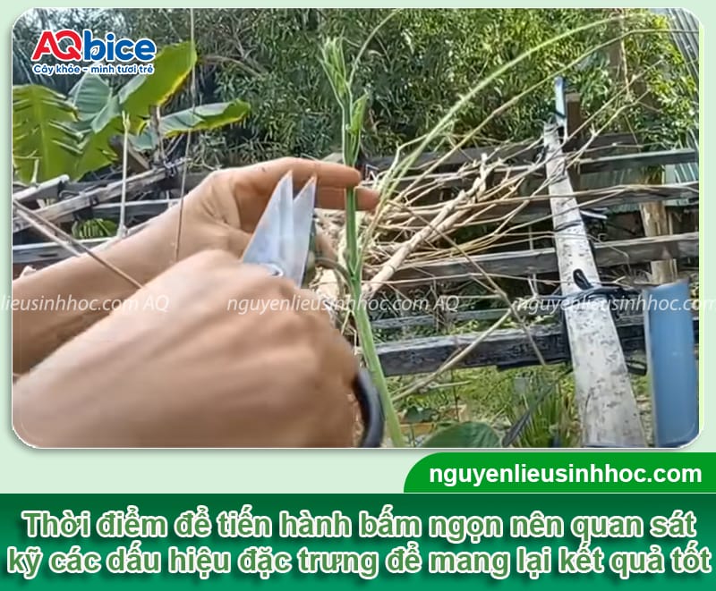 Trồng bí đao có bấm ngọn không? Cách bấm ngọn đúng cách 2 Trồng bí đao có bấm ngọn không? Cách bấm ngọn đúng cách