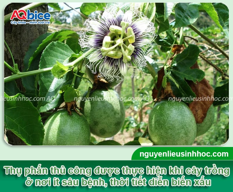 Hướng dẫn cách thụ phấn chanh dây bằng biện pháp thủ công