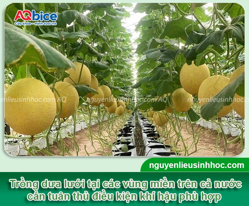 Dưa lưới trồng tháng mấy? Thời vụ trồng để năng suất cao 2 Dưa lưới trồng tháng mấy? Thời vụ trồng cho năng suất cao