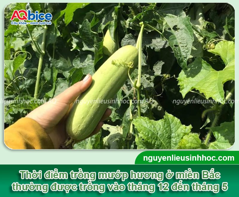 Thời vụ trồng mướp hương ở miền Bắc diễn ra khi nào? 3 Thời vụ trồng mướp hương ở miền Bắc diễn ra khi nào?