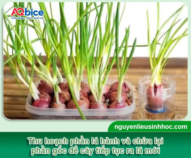 Hướng dẫn các cách trồng hành lá thủy canh đơn giản tại nhà
