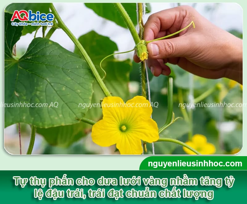 Hướng dẫn cách trồng dưa lưới vàng trong chậu đúng kỹ thuật