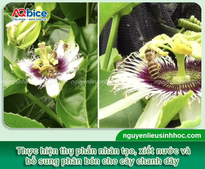 Cách làm cây chanh dây ra hoa và tăng tỷ lệ đậu trái