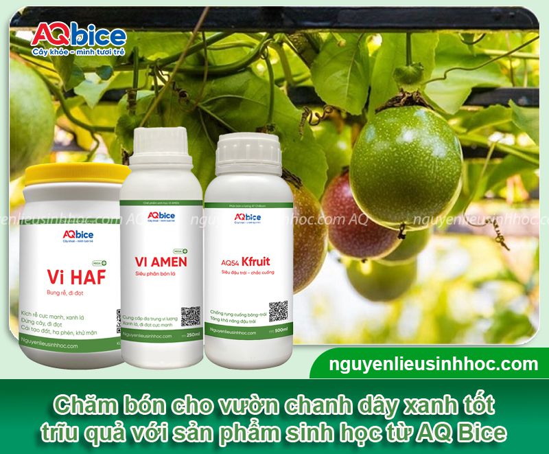 Cách ươm hạt chanh dây cực dễ, nhanh nảy mầm 3 Cách ươm hạt chanh dây và gieo trồng cho năng suất cao
