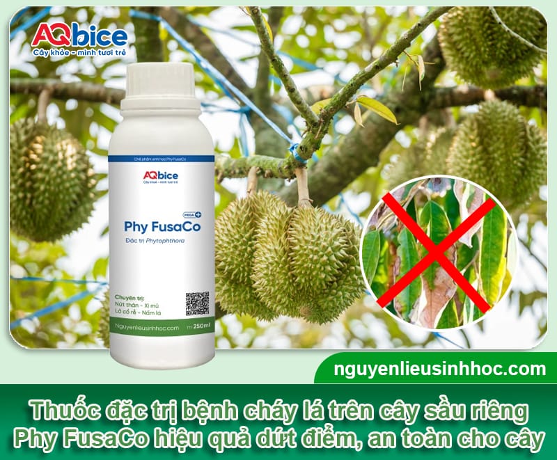 Thuốc đặc trị cháy lá trên cây sầu riêng được bà con tin dùng