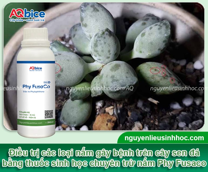 Dấu hiệu nhận biết sen đá bị nấm và Cách phòng trừ dứt điểm 5 Dấu hiệu nhận biết sen đá bị nấm và cách phòng trừ an toàn