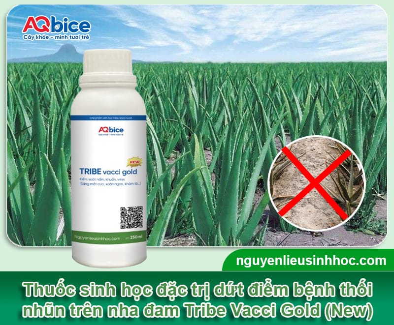 Bệnh thối nhũn trên nha đam: Nguyên nhân và Cách xử lý