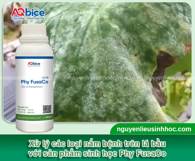 Cây bầu bị nấm lá: Nguyên nhân, dấu hiệu và cách xử lý