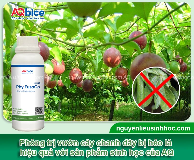 Cây chanh dây bị héo lá: Nguyên nhân, phòng trị hiệu quả