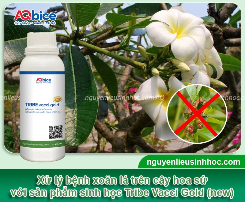 Cây sứ bị xoăn lá: Nguyên nhân, dấu hiệu, cách xử lý