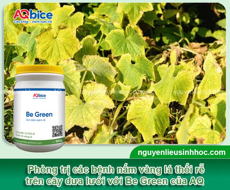 Cây dưa lưới bị vàng lá: Nguyên nhân, phòng trị hiệu quả