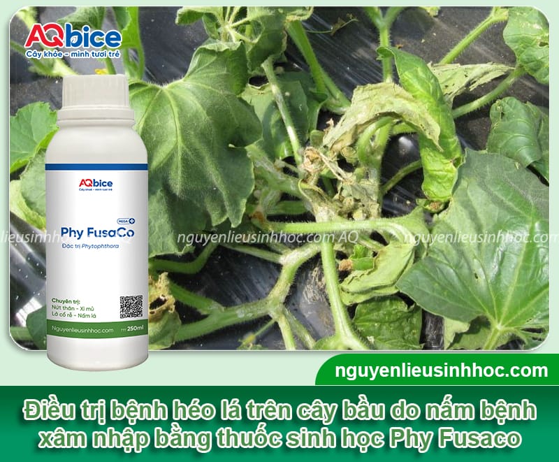 Nguyên nhân cây bầu bị héo lá và Cách xử lý dứt điểm 5 Nguyên nhân cây bầu bị héo lá và cách xử lý hiệu quả