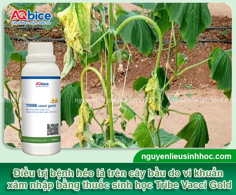 Nguyên nhân cây bầu bị héo lá và Cách xử lý dứt điểm 6 Nguyên nhân cây bầu bị héo lá và cách xử lý hiệu quả