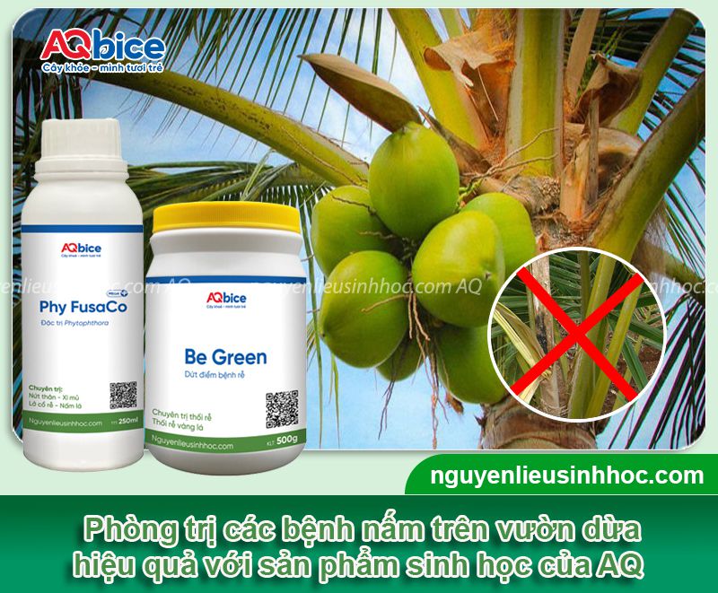 Thuốc trị nấm cho cây dừa an toàn, hiệu quả vượt trội