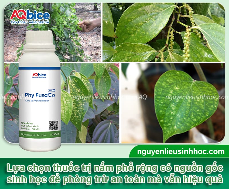 Kinh nghiệm chọn thuốc trị nấm cho cây tiêu đạt hiệu quả cao 6 Kinh nghiệm chọn thuốc trị nấm cho cây tiêu đạt hiệu quả cao