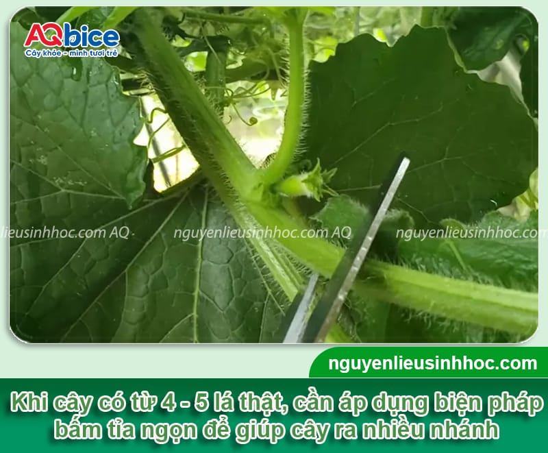 Hướng dẫn kỹ thuật trồng bí đỏ F1 trái to đều, không sâu bệnh