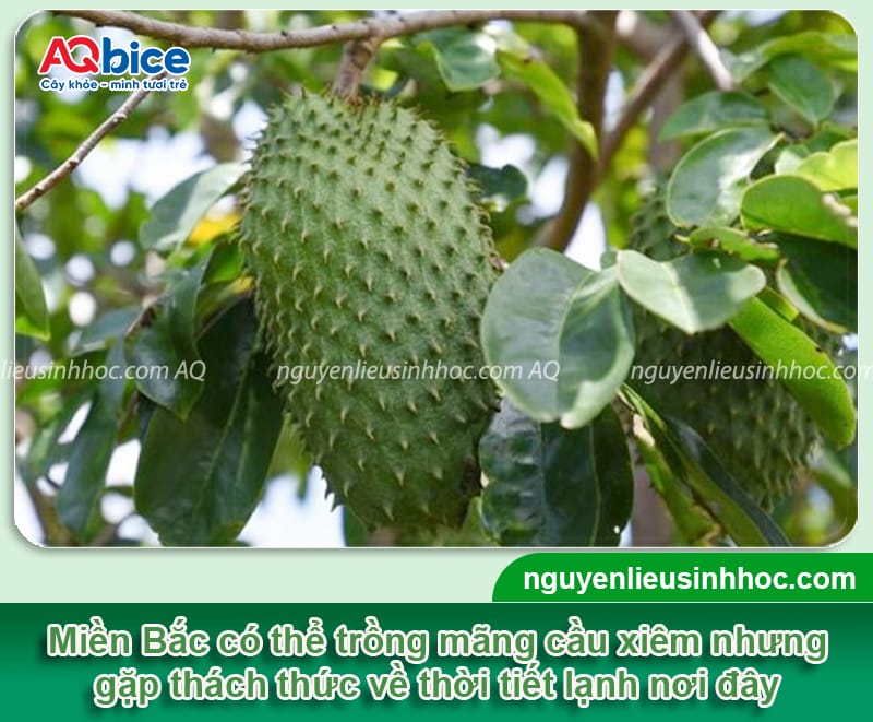 Cây mãng cầu xiêm trồng ở miền Bắc có được không?