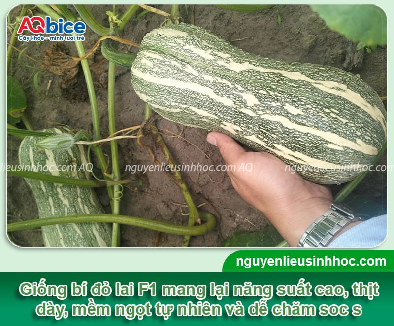 Hướng dẫn kỹ thuật trồng bí đỏ F1 trái to đều, không sâu bệnh