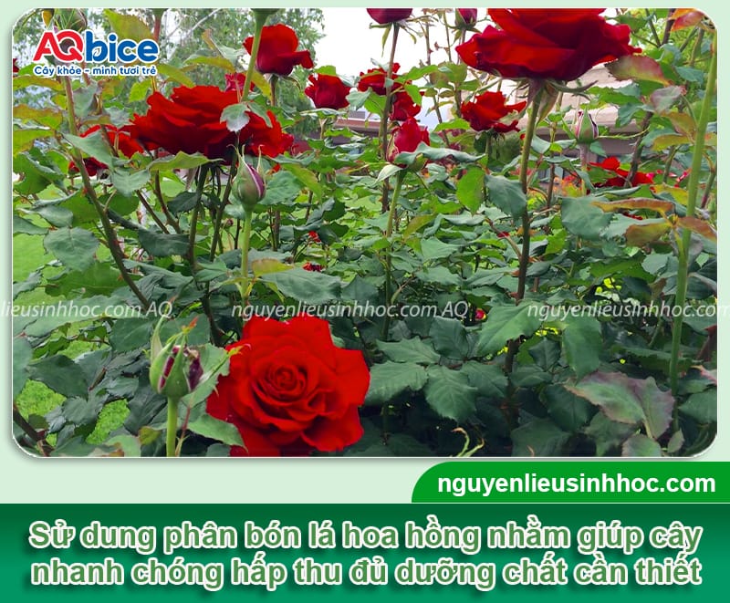 Cách chọn phân bón lá cho hoa hồng và sử dụng hiệu quả