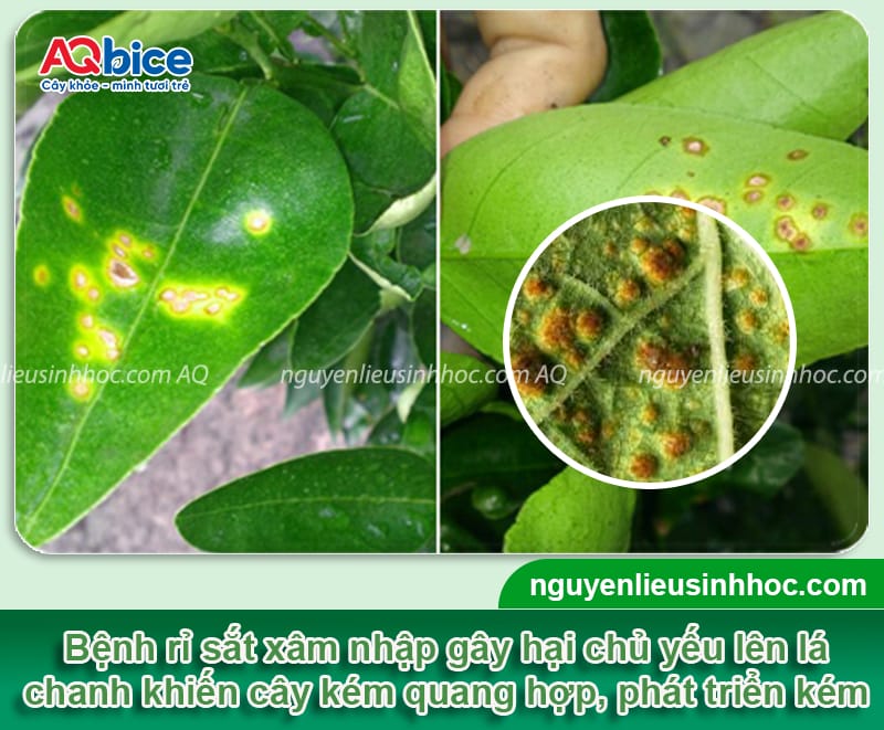 Bệnh rỉ sắt trên cây chanh: Nguyên nhân và biện pháp xử lý