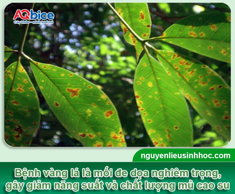 Dấu hiệu của bệnh vàng lá cao su và Cách xử lý hiệu quả
