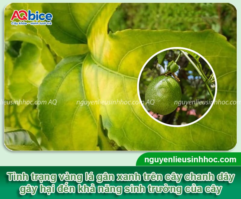 Phòng trừ bệnh vàng lá gân xanh trên cây chanh dây hiệu quả