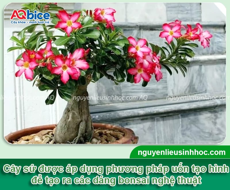 Cách tạo dáng cây hoa sứ đúng phương pháp, dáng đẹp