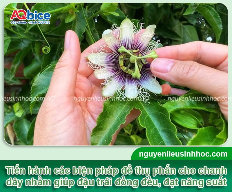 Hướng dẫn cách thụ phấn chanh dây bằng biện pháp thủ công
