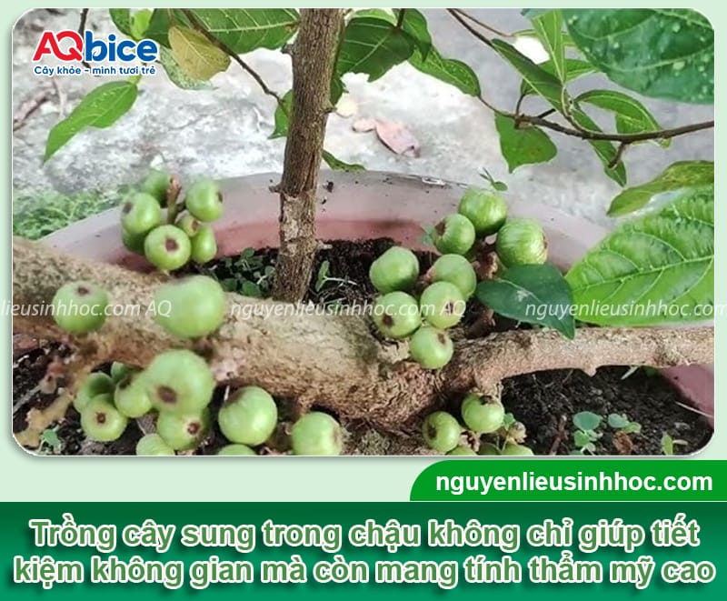 Cách trồng cây sung trong chậu cho quả sai và dáng đẹp