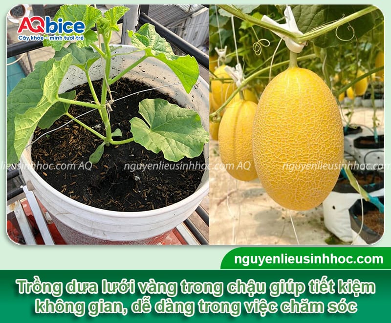 Hướng dẫn cách trồng dưa lưới vàng trong chậu đúng kỹ thuật