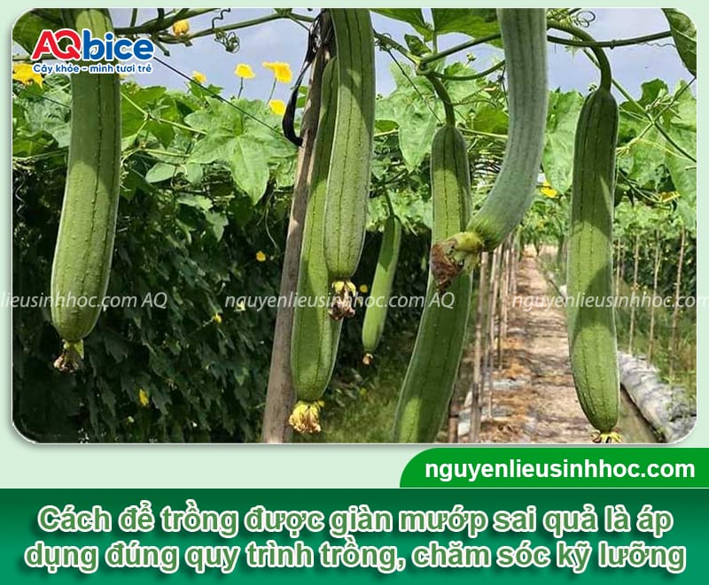 Hướng dẫn cách trồng mướp hương sai quả tại nhà