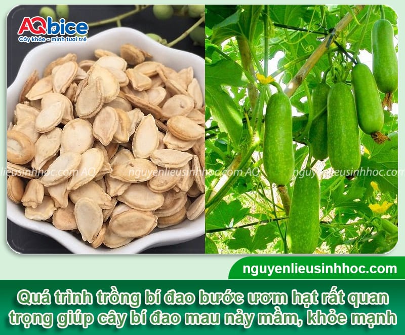 Cách ươm hạt bí đao đúng kỹ thuật giúp hạt mau nảy mầm