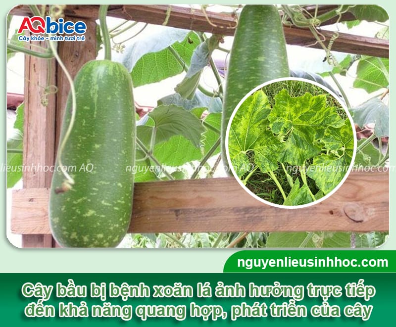 Cây bầu bị xoăn lá nguyên nhân do đâu và cách phòng bệnh