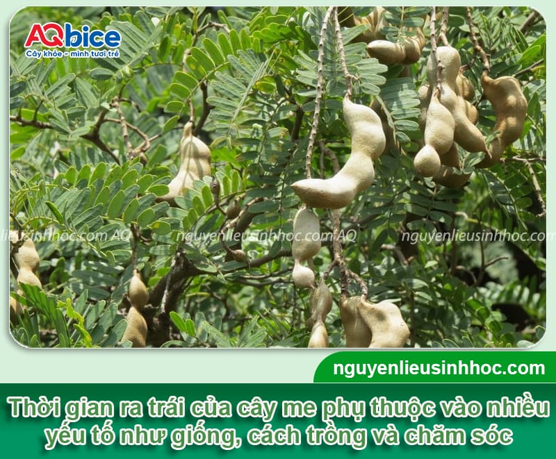 Cây me thái trồng bao lâu có trái và các yếu tố ảnh hưởng