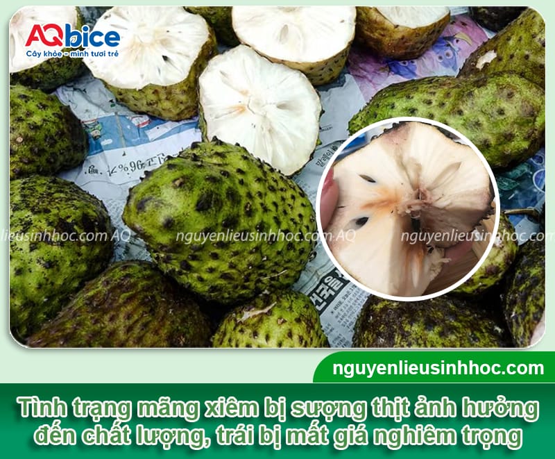 Vì sao mãng cầu xiêm bị sượng và cách khắc phục an toàn
