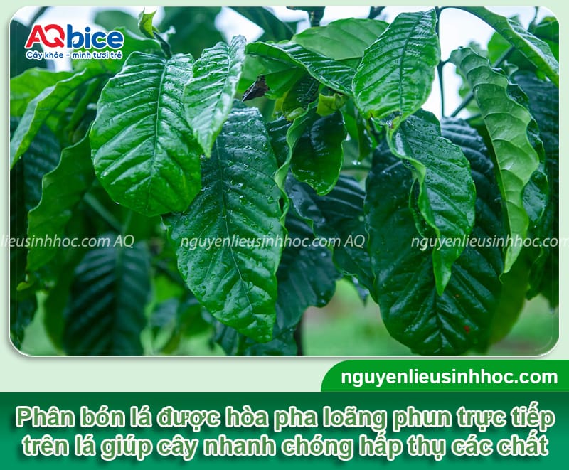 Phân bón lá cho cà phê giúp cây xanh tươi, hạt chắc đều