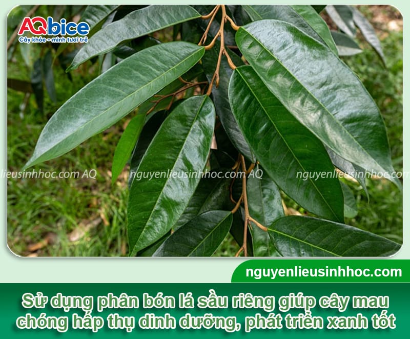 Phân bón lá sầu riêng: Bí quyết chọn đúng, dùng hiệu quả