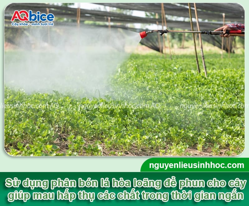 Phân bón lá là gì? Công dụng, cách dùng và lưu ý cần biết