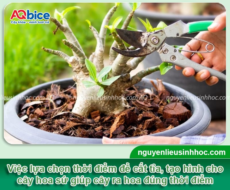 Cách chọn thời điểm cắt tỉa cây hoa sứ theo từng trường hợp