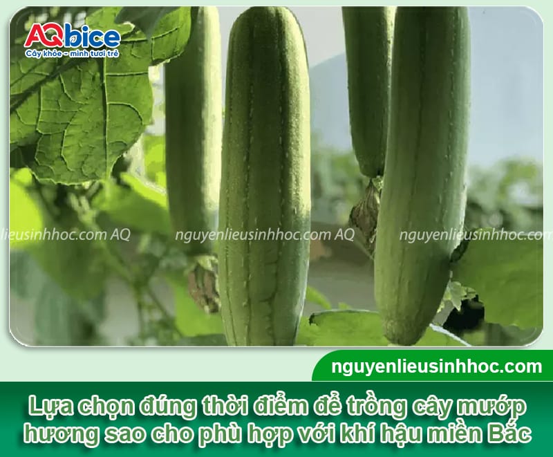 Thời vụ trồng mướp hương ở miền Bắc diễn ra khi nào?