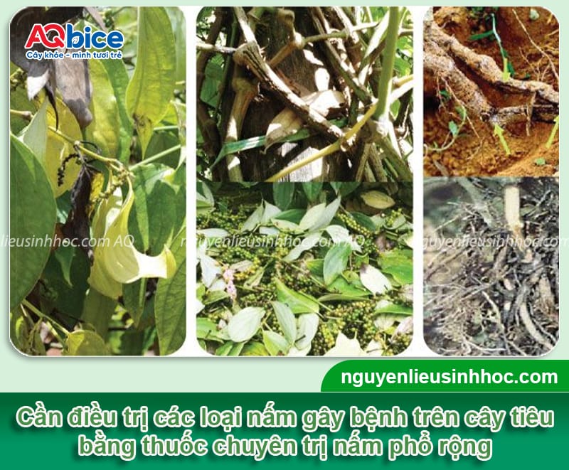 Kinh nghiệm chọn thuốc trị nấm cho cây tiêu đạt hiệu quả cao