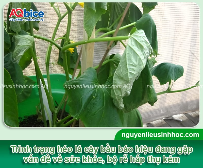 Nguyên nhân cây bầu bị héo lá và cách xử lý hiệu quả