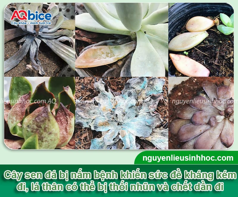 Dấu hiệu nhận biết sen đá bị nấm và cách phòng trừ an toàn