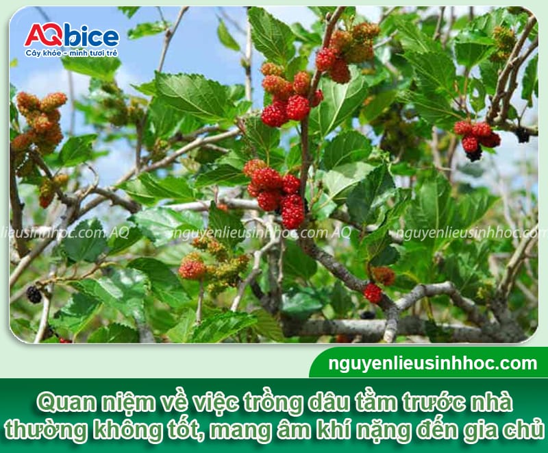 Trồng cây dâu tằm trước nhà có tốt không? Góc nhìn khoa học và phong thủy