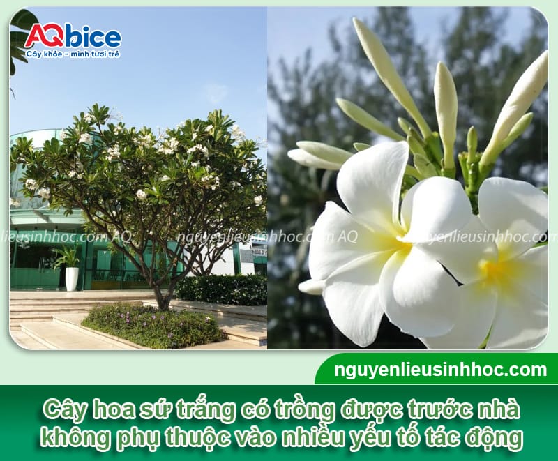 Trồng cây sứ trắng trước nhà có tốt không, cần lưu ý điều gì