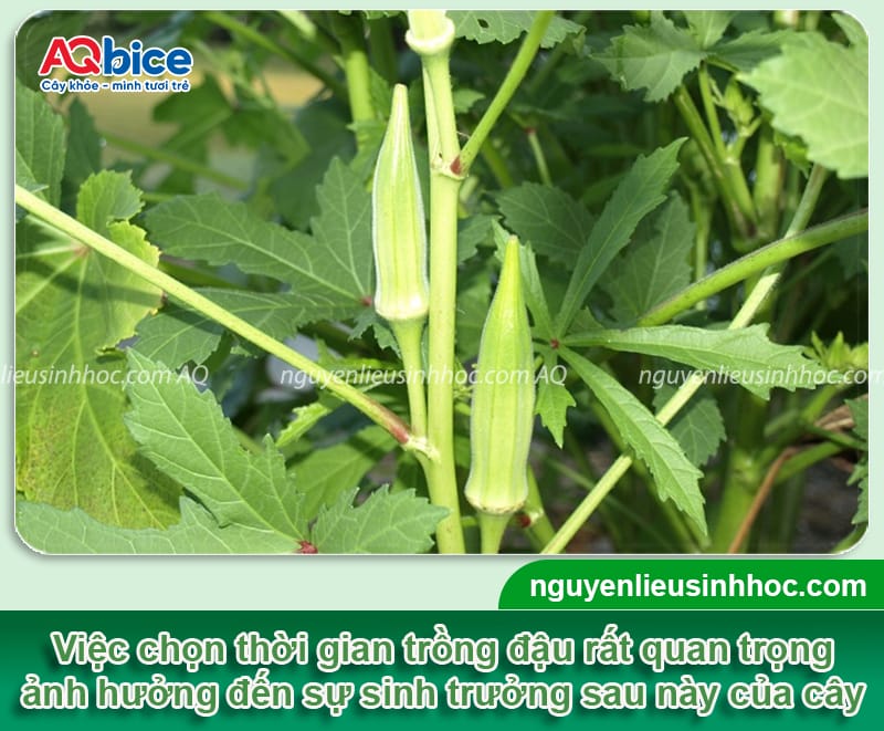 Trồng đậu bắp vào tháng mấy, cần chú ý đến các yếu tố gì?