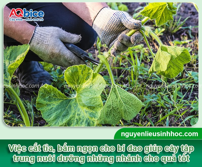 Trồng bí đao có bấm ngọn không? Cách bấm ngọn đúng cách